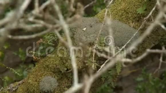 树枝后面的原木上的苔藓和苔藓视频的预览图