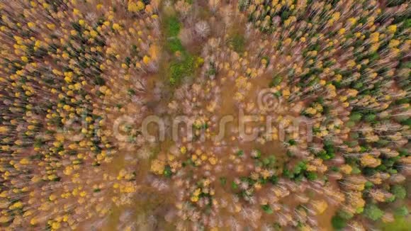 飞越秋林秋天视频的预览图