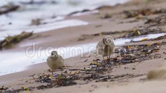 小鸟年轻的灰球雨生砂眼和年轻的杆尾戈德维特利摩萨拉波尼卡走在沙滩上视频的预览图