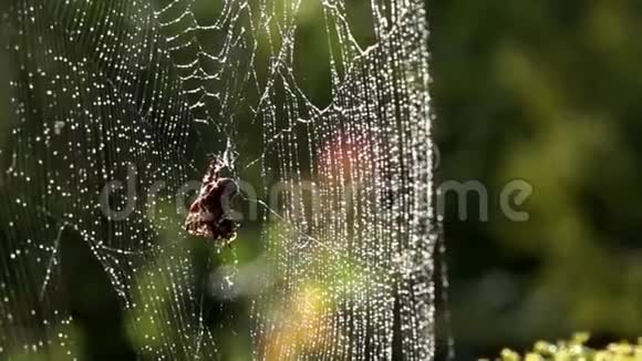 风吹过网络猎人处于警戒状态在早晨的阳光下蜘蛛视频的预览图