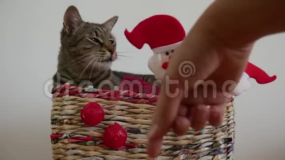 圣诞盒子里的条纹猫正在玩圣诞老人的玩具视频的预览图