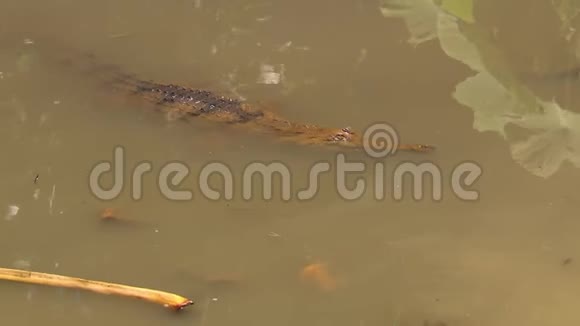 约翰斯顿鳄鱼漂浮在浅水中视频的预览图