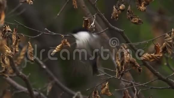 雀沼雀斑雀斑雀斑雀斑跃上枝头寻食视频的预览图