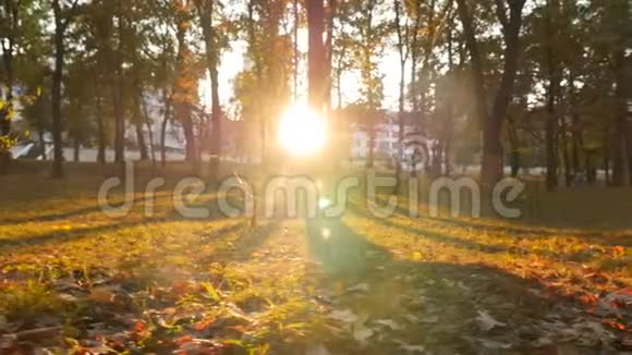 公园的日落秋天的风景一个女孩走过相机有摄像头慢动作视频的预览图