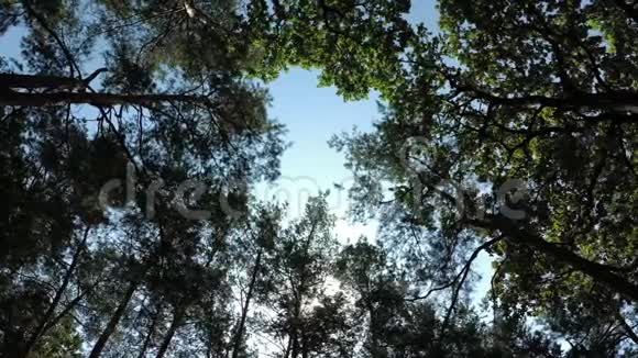 美丽的大自然背景有森林树木和天空夏天有风视频的预览图