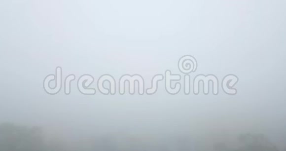 浓雾笼罩秋林无人机飞行视频的预览图