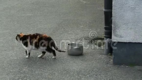 三色猫穿过停车场视频的预览图