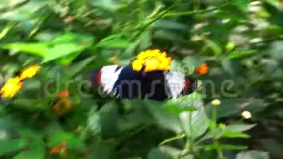 黑色和褐色页蝴蝶给植物授粉视频的预览图