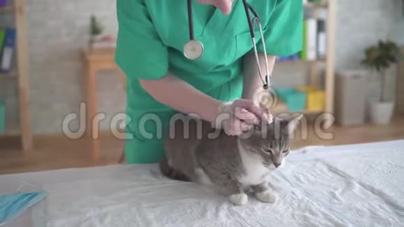 肖像女兽医检查猫耳朵视频的预览图