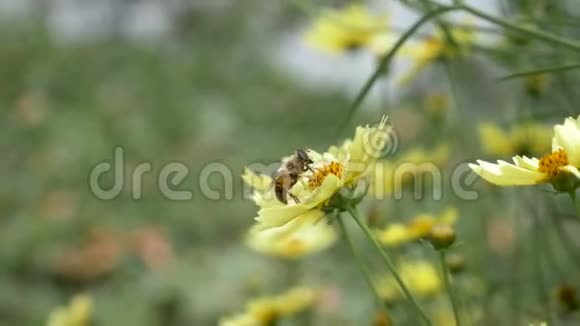 一只蜜蜂从一朵黄色的高山野花采集花粉视频的预览图