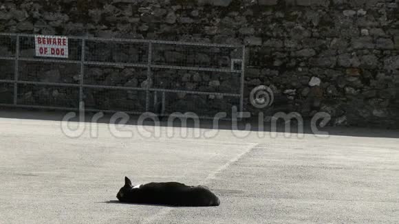 一只黑猫睡在阳光明媚的吠声中视频的预览图