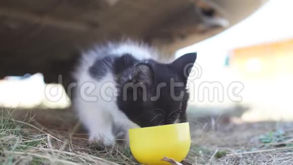 小猫从自制的碗里喝牛奶视频的预览图