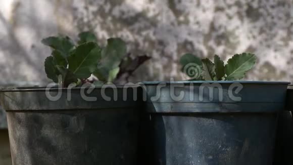 种植大型盆栽的小型莴苣视频的预览图