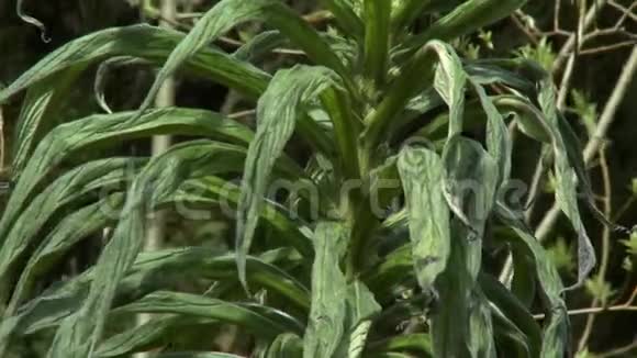 一种生长在室外的德雷卡纳植物视频的预览图