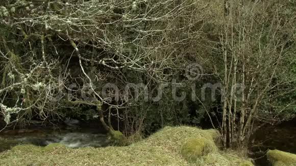 小溪流在悬垂的树枝下流淌视频的预览图