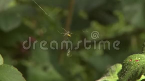 一只蜘蛛爬上它的网上面有一只死苍蝇视频的预览图