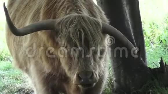 高地的牛在树荫下反刍视频的预览图