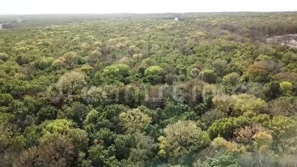 在秋天森林上空飞行无人机视频的预览图