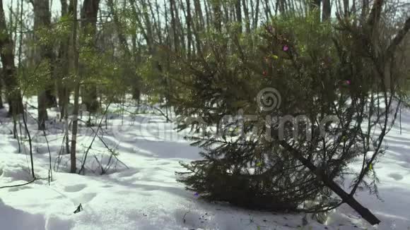 圣诞树躺在雪地里新年过后在森林里慢慢燃烧开火庆祝概念结束视频的预览图
