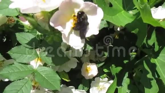 黑色大黄蜂或木果巴紫堇视频的预览图