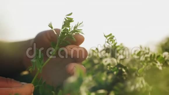 男人的手握着一枝盛开的鹰嘴豆视频的预览图
