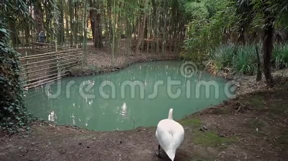 美丽的雪白天鹅在热带公园的一个干净的蓝色池塘附近视频的预览图