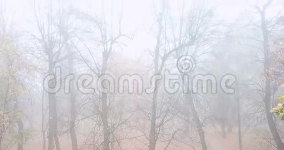 浓雾笼罩秋林无人机飞行视频的预览图