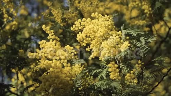 含羞草的小枝和许多黄色蓬松的小花在特写视频的预览图