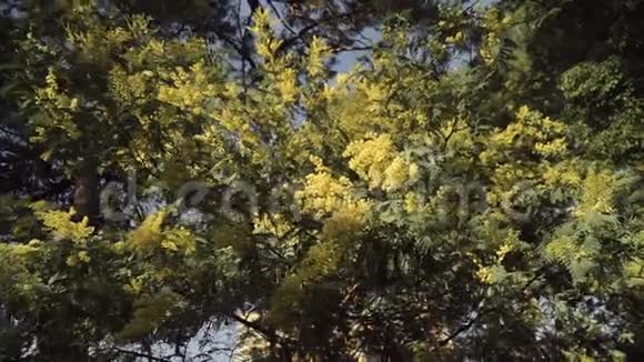 盛开的含羞草树上长满了蓬松的黄色小花视频的预览图