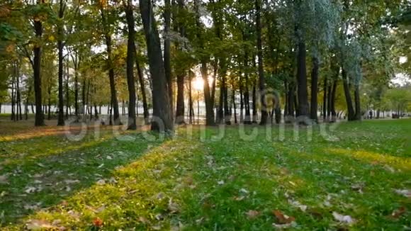 公园里美丽的日落四周绿草如茵明亮的阳光照相机在动慢动作视频的预览图