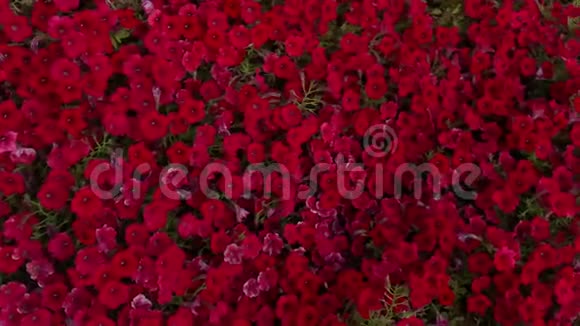 盛开的郁金香花圃世界上最大花圃之一利塞我是视频的预览图