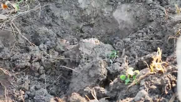 关闭农民在土地上工作用花园锄头挖洞干地农业工具视频的预览图
