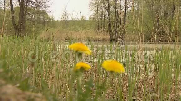 蒲公英在池塘的岸边沼泽和湖泊自然射击视频的预览图