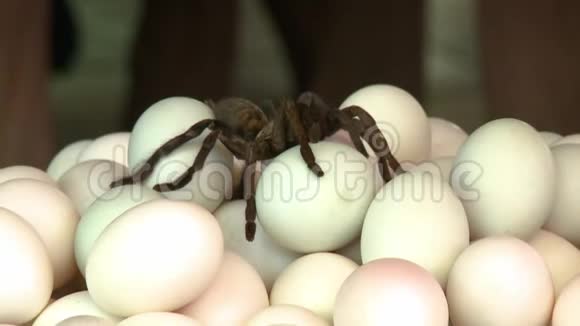一只黑蜘蛛放在一堆鸡蛋上视频的预览图