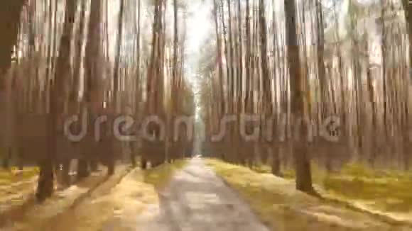 古老的松林美丽的长路阳光的明亮光芒时间流逝视频的预览图