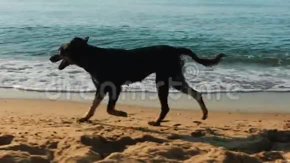 无家可归的狗正沿着海边奔跑特写镜头视频的预览图