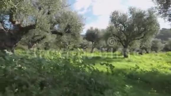 春天的橄榄树视频的预览图