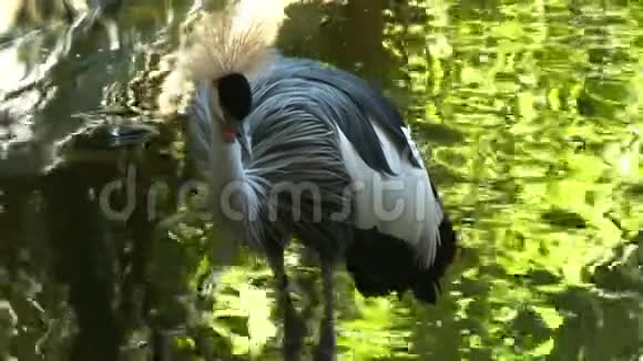 黑冠鹤在水中寻找鱼视频的预览图
