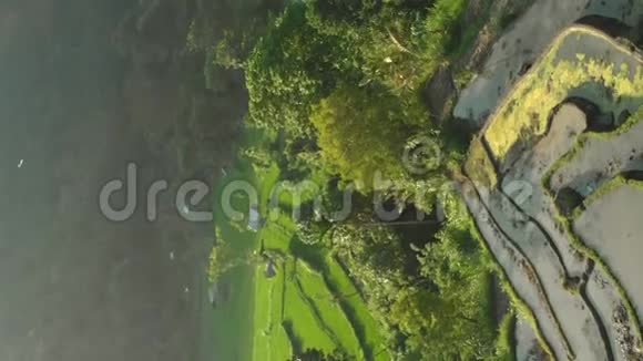 垂直视频日落时在山上拍摄的奇妙的稻田视频的预览图