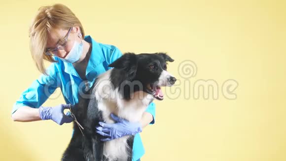 穿着蓝色制服的金发美女戴着眼镜修剪着狗狗的头发视频的预览图