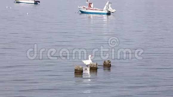 希腊的海鸭视频的预览图