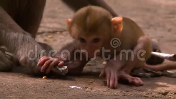 小猴子拥抱它是妈妈视频的预览图