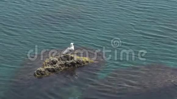 孤独的海鸥坐在海上的岩石上视频的预览图