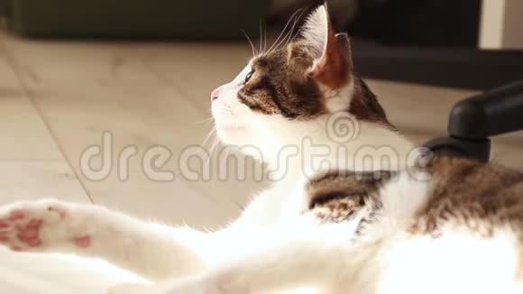 条纹成年猫躺在地板上太阳光线落在猫身上猫晒太阳视频的预览图