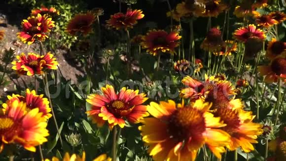 蜜蜂在美丽花朵上的慢动作足迹视频的预览图
