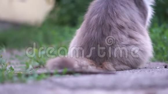 灰猫在不同的方向摇尾巴动作缓慢视频的预览图