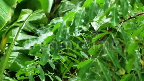 雨滴变成绿叶雨天自然质地多汁的叶子视频的预览图