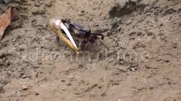一只雄性小提琴手蟹在沙滩上行走蟹有一只大爪子热带甲壳动物视频的预览图