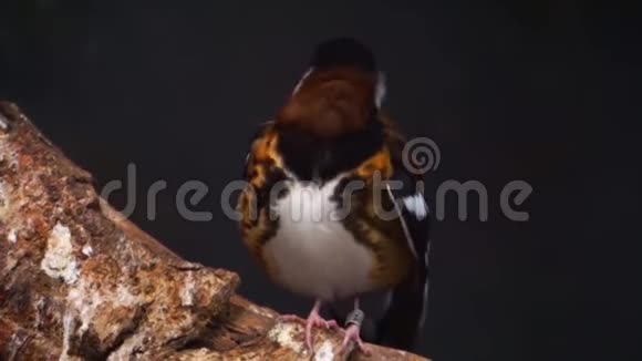 美丽的特写栗色的画眉五颜六色的热带鸟类来自印度尼西亚接近受威胁的动物物种视频的预览图