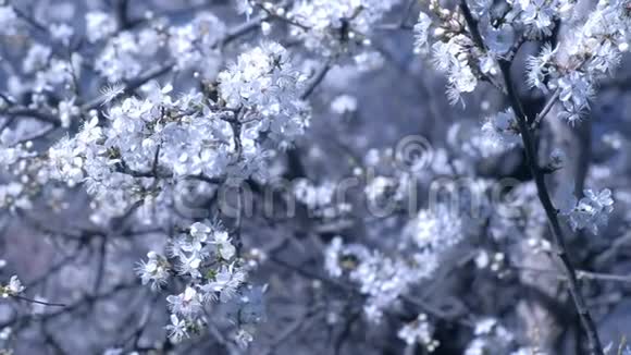 美丽的白色小花在白色模糊的树背景上覆盖着树枝视频的预览图